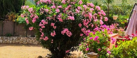Un jardín con un sendero de piedra, un arbusto grande con flores rosas y un paisaje montañoso al fondo.