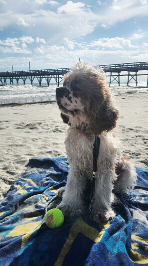 A dog sitting on a beach towel with a tennis ball, a pier in the background, and the ocean.
