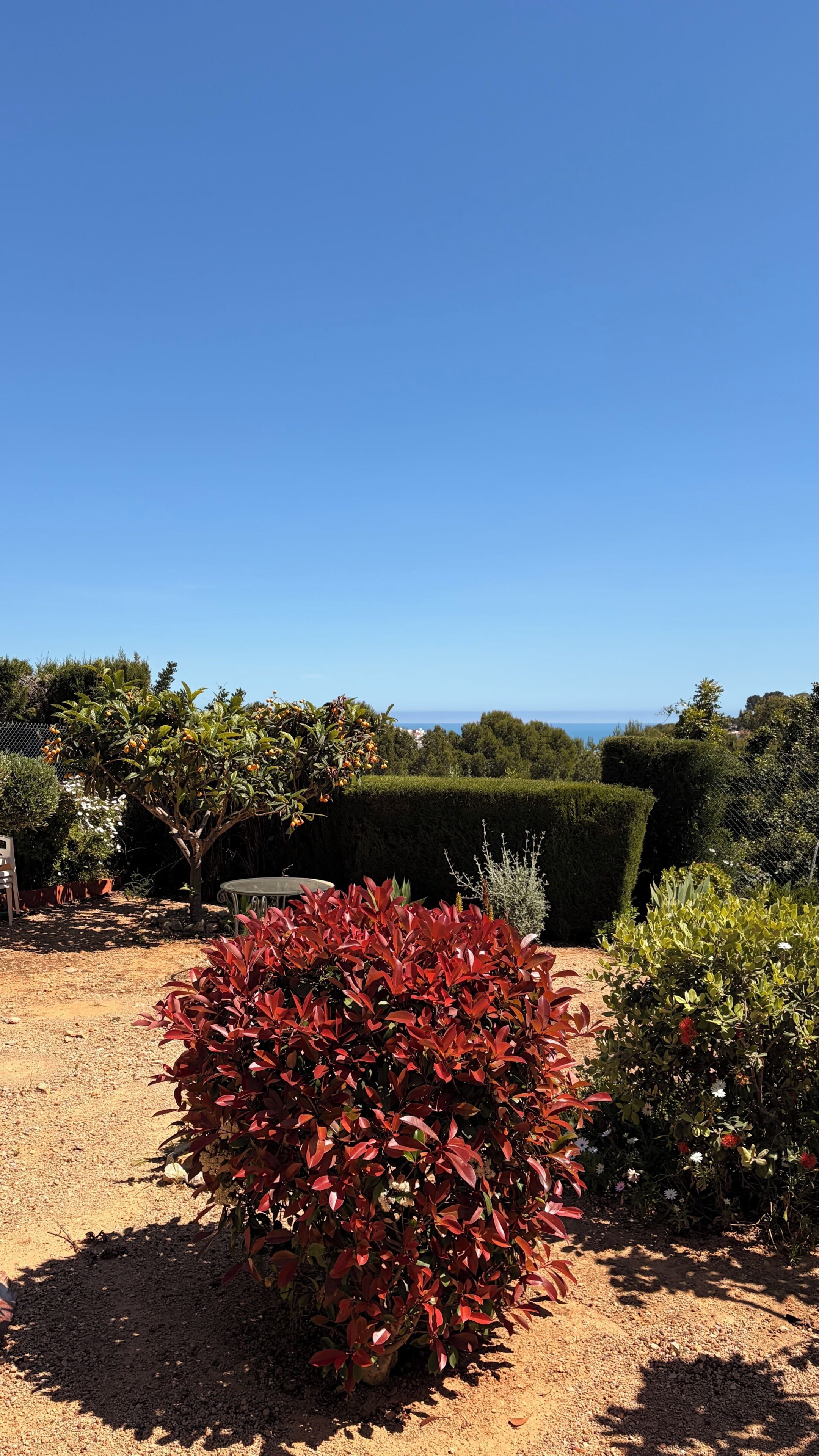 Un giardino con diverse piante e una vista libera sul mare.