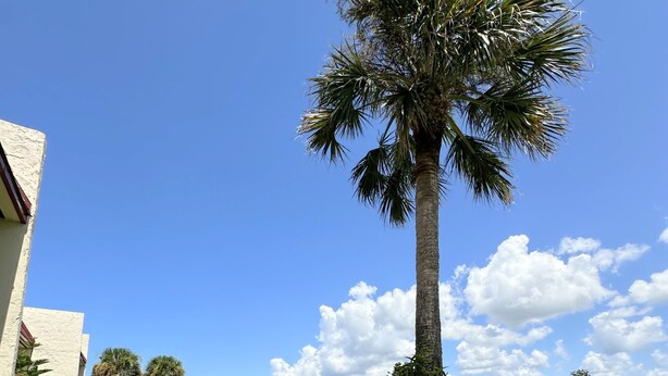 A grassy area with a palm tree and a body of water in the background.
