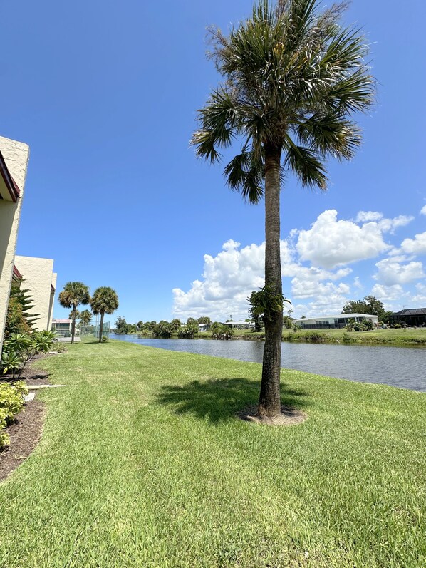 A grassy area with a palm tree and a body of water in the background.