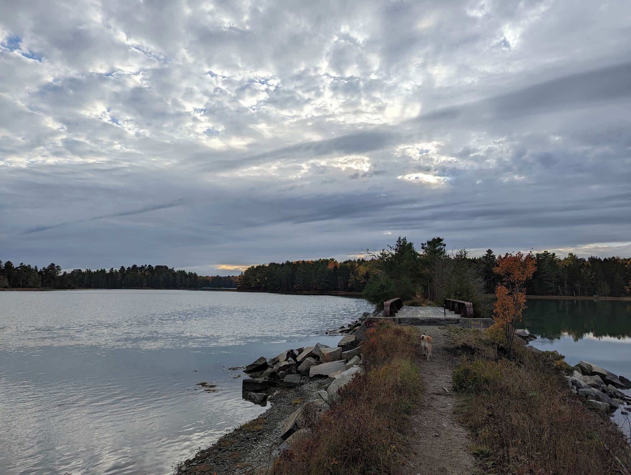 Näkymä järvelle, jossa on puinen laituri, koira ja taustalla metsä.