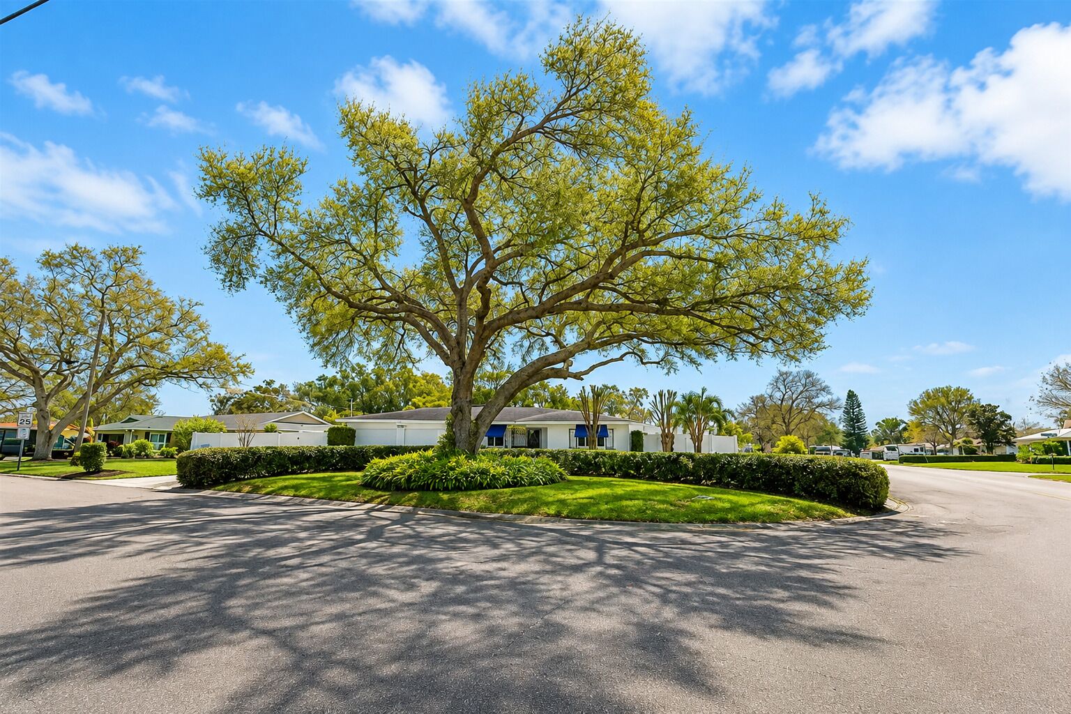 A residential street with a large tree in the center, houses on both sides, and a clear blue sky.