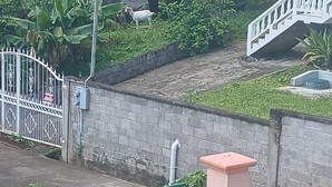 Una entrada protegida con un portón metálico blanco, un muro de ladrillo y una pequeña estructura rosa, posiblemente un buzón o caja de servicios.