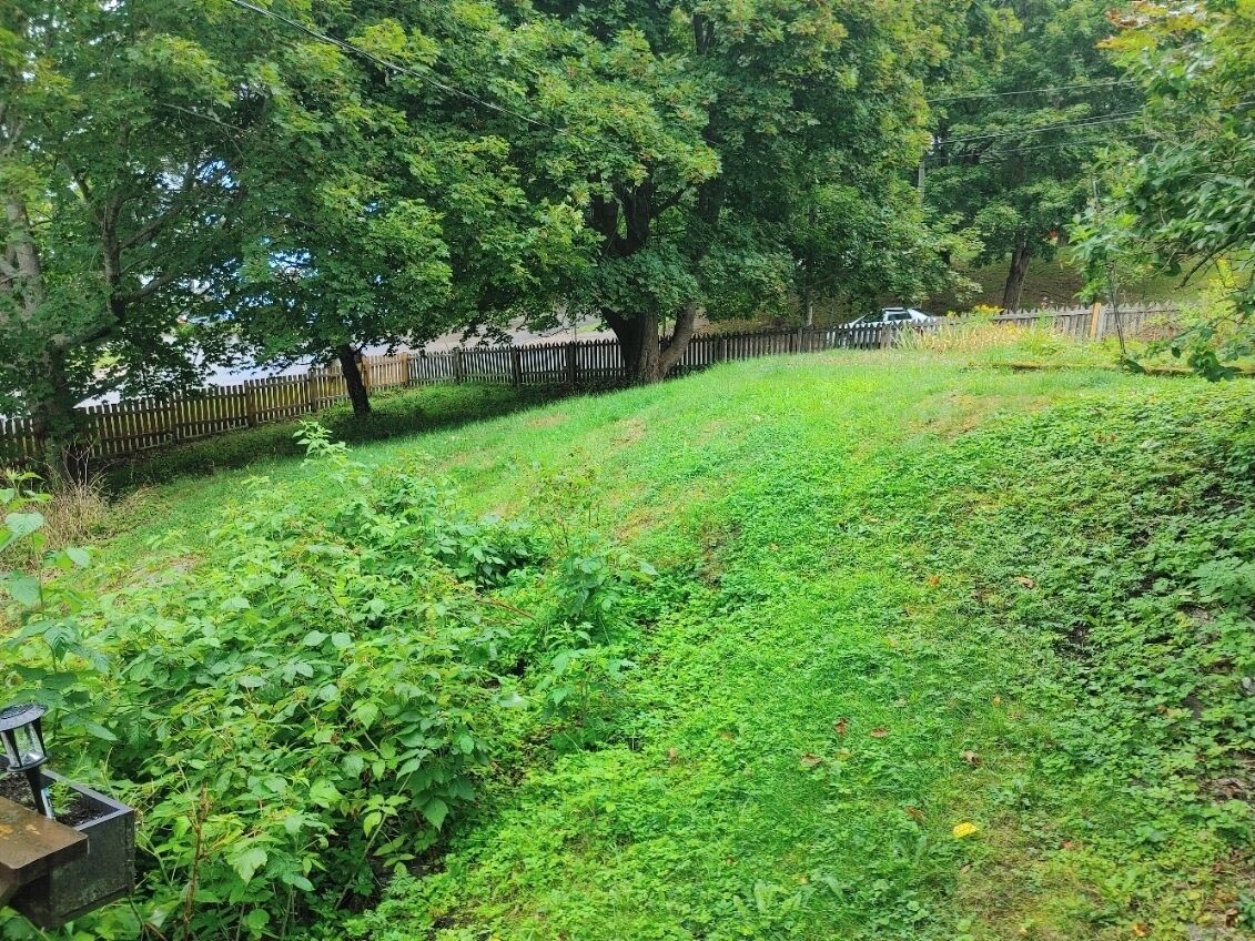 Ein üppiger, grüner Garten mit Holzpﬂanzung, Bäumen und einem Weg.