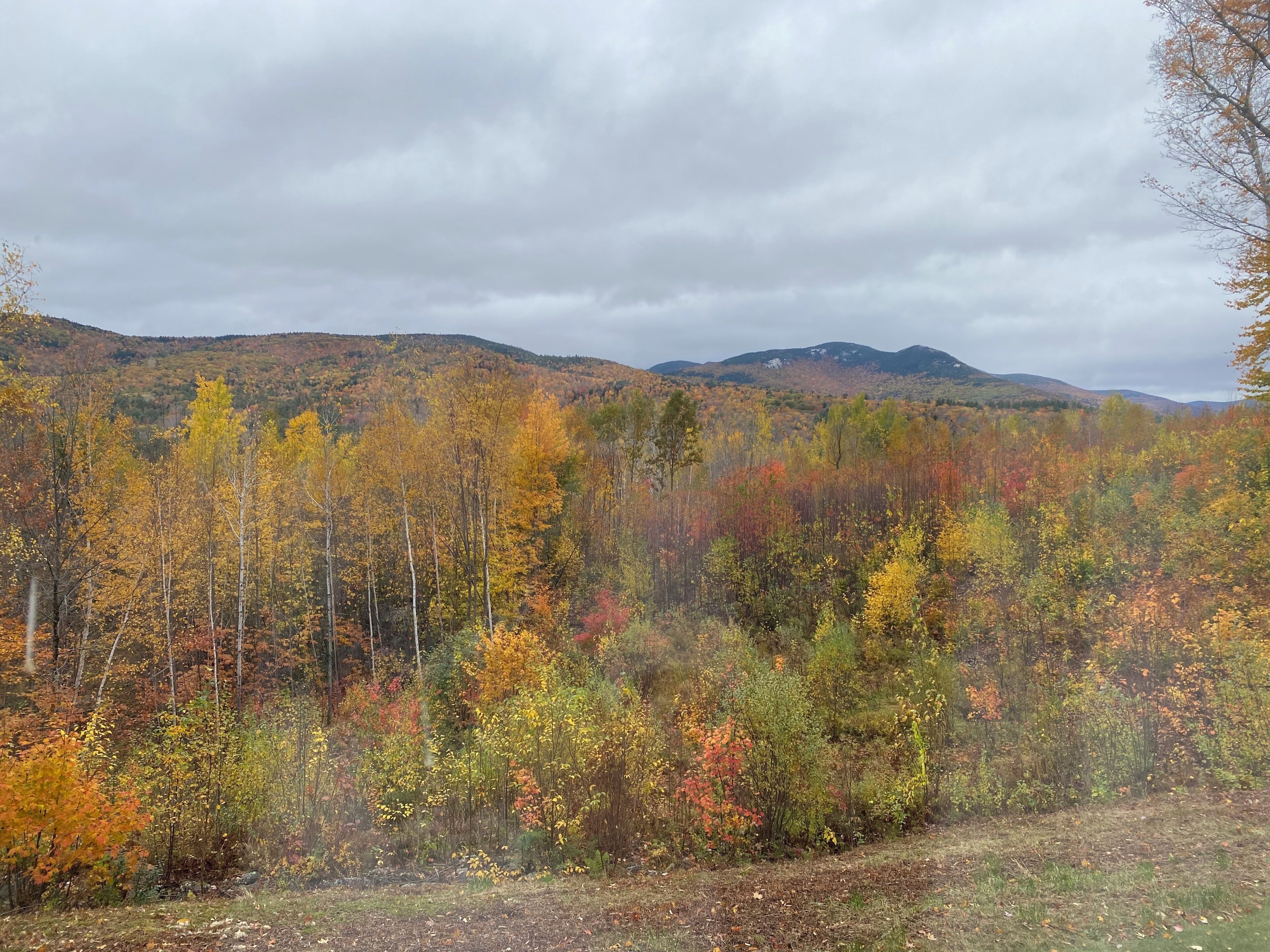 A forested area with a variety of trees displaying autumn colors.