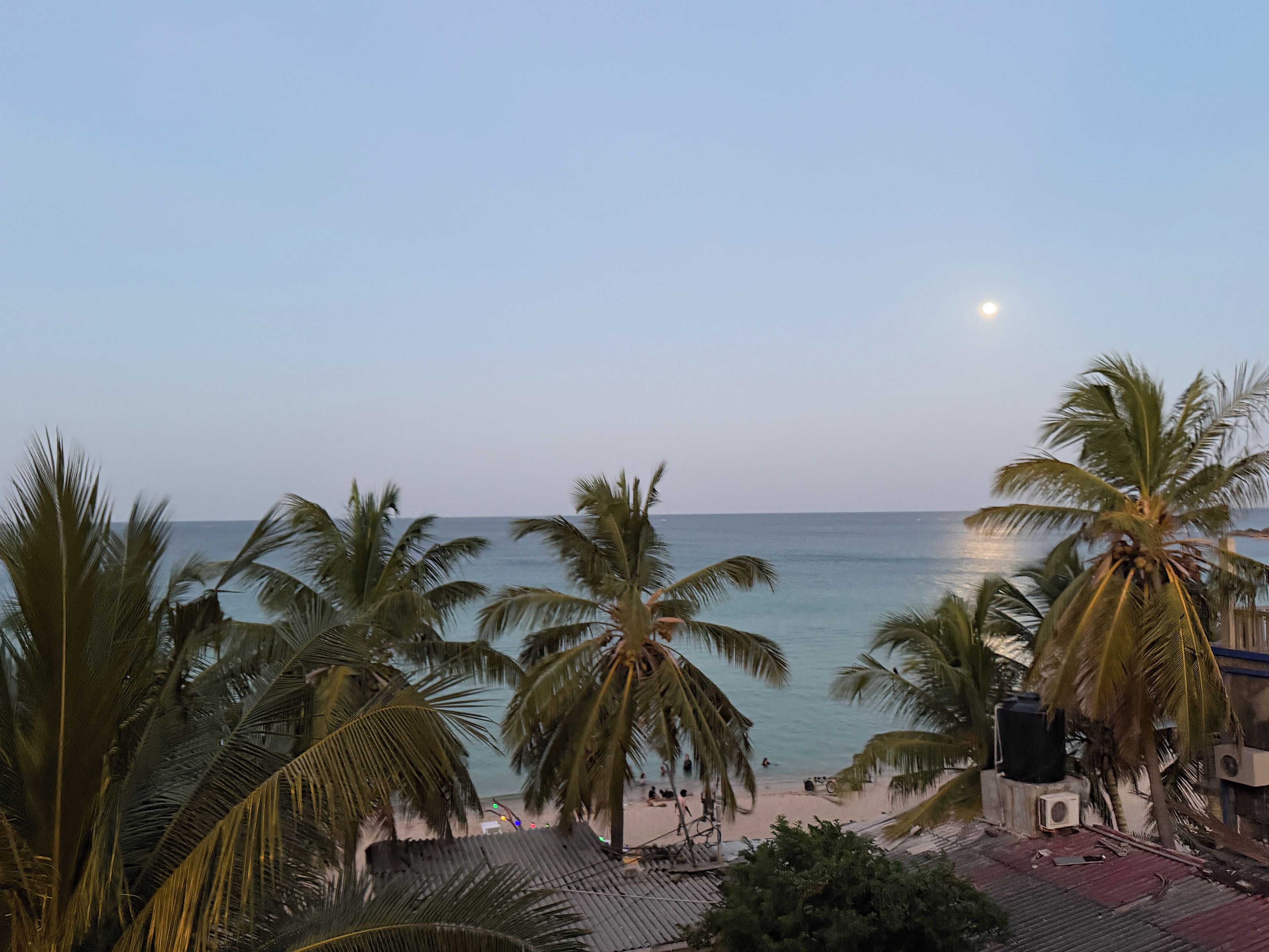 A beach view with palm trees and a clear sky.