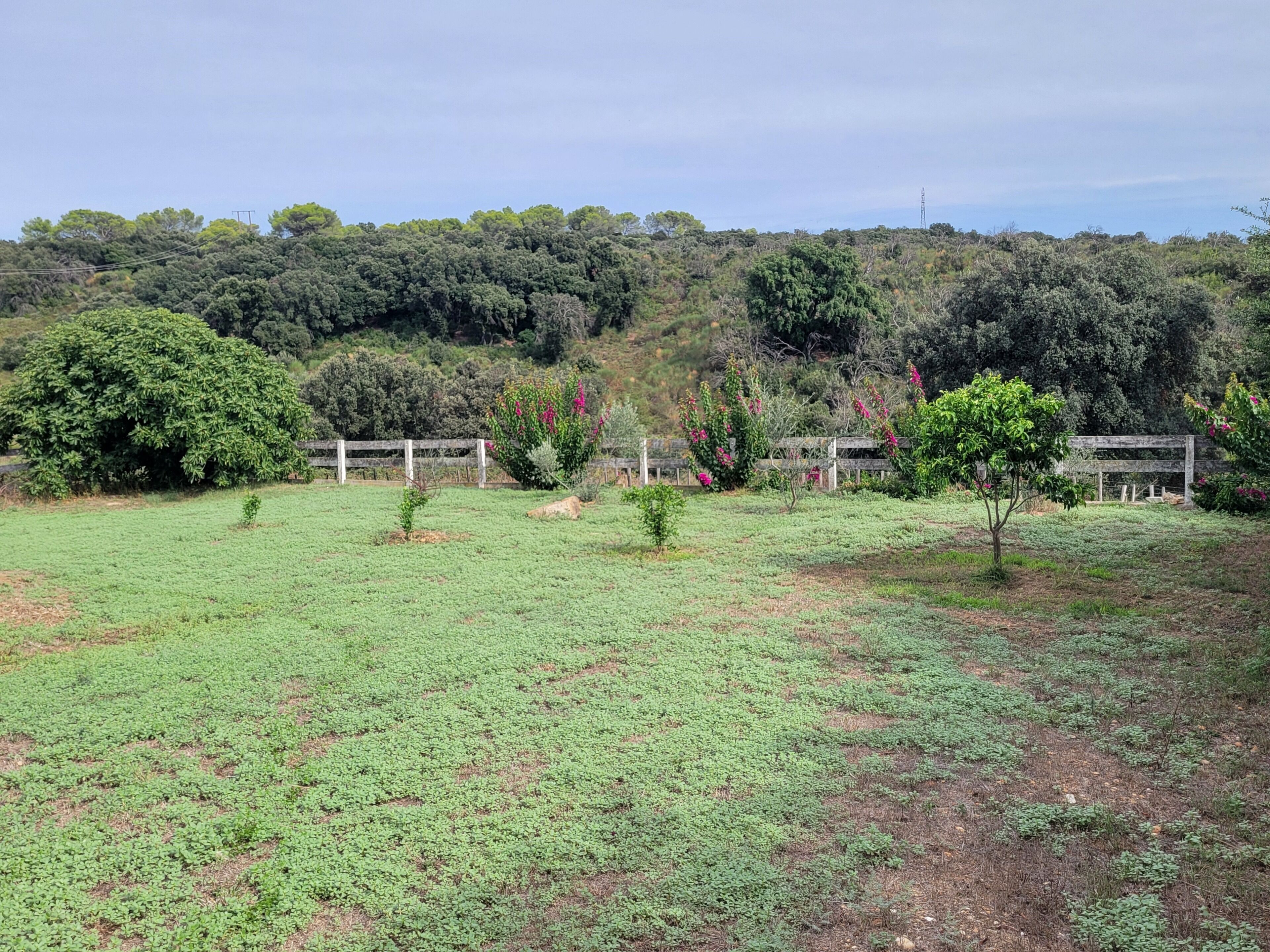 A grassy field with a wooden fence and trees in the background.