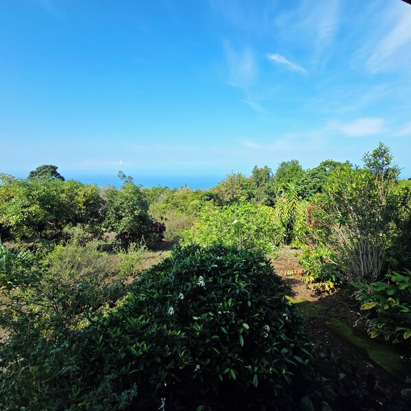 A lush garden with a variety of plants and trees, a clear blue sky, and a distant view of the ocean.