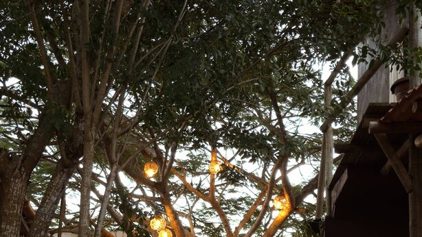Un árbol con luces colgantes y señales direccionales en un patio.