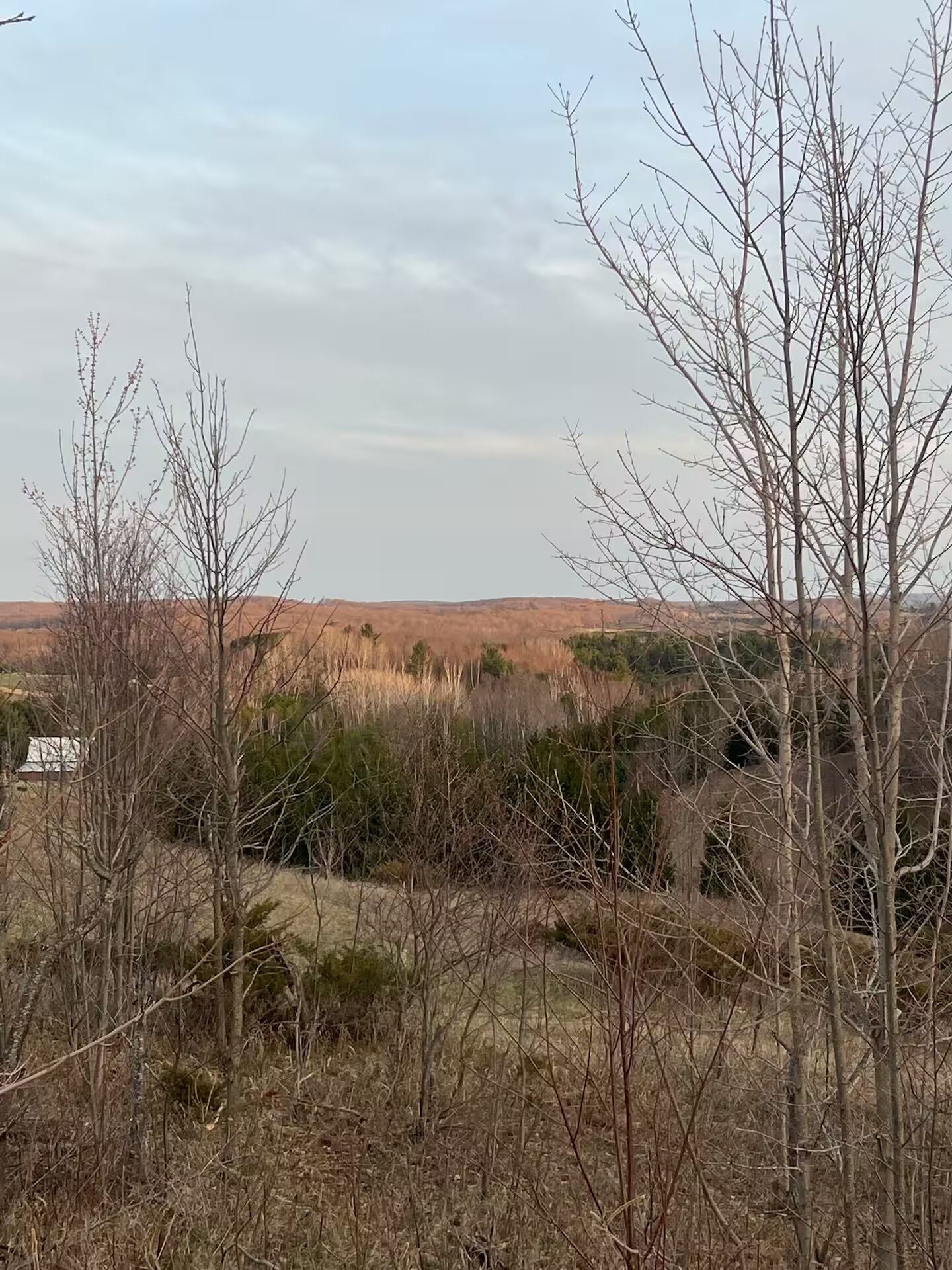 A landscape with sparse trees and a distant view of a flat terrain.
