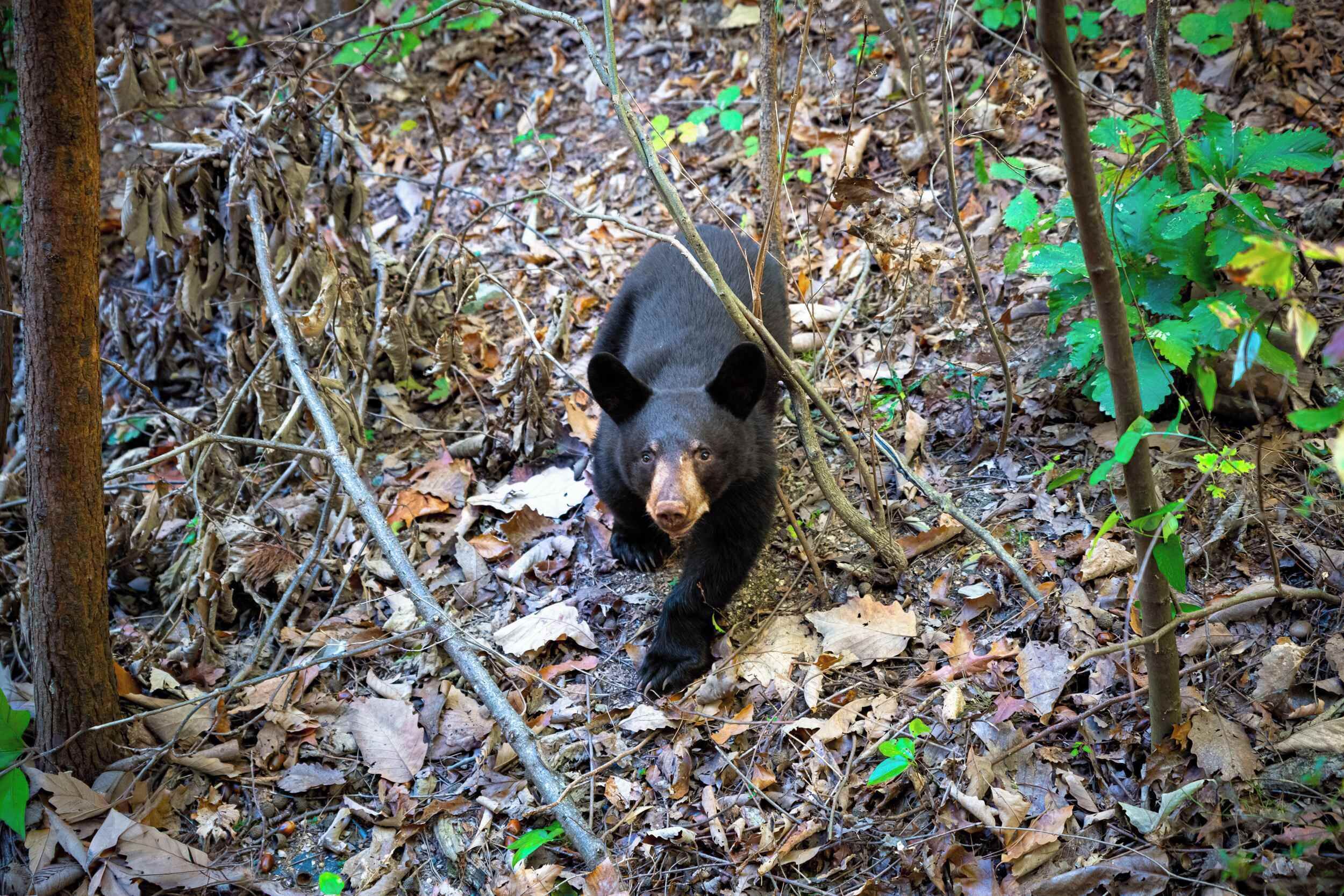 Ein Bär in bewaldetem Gelände mit bodenbedeckenden Blättern und Bäumen.