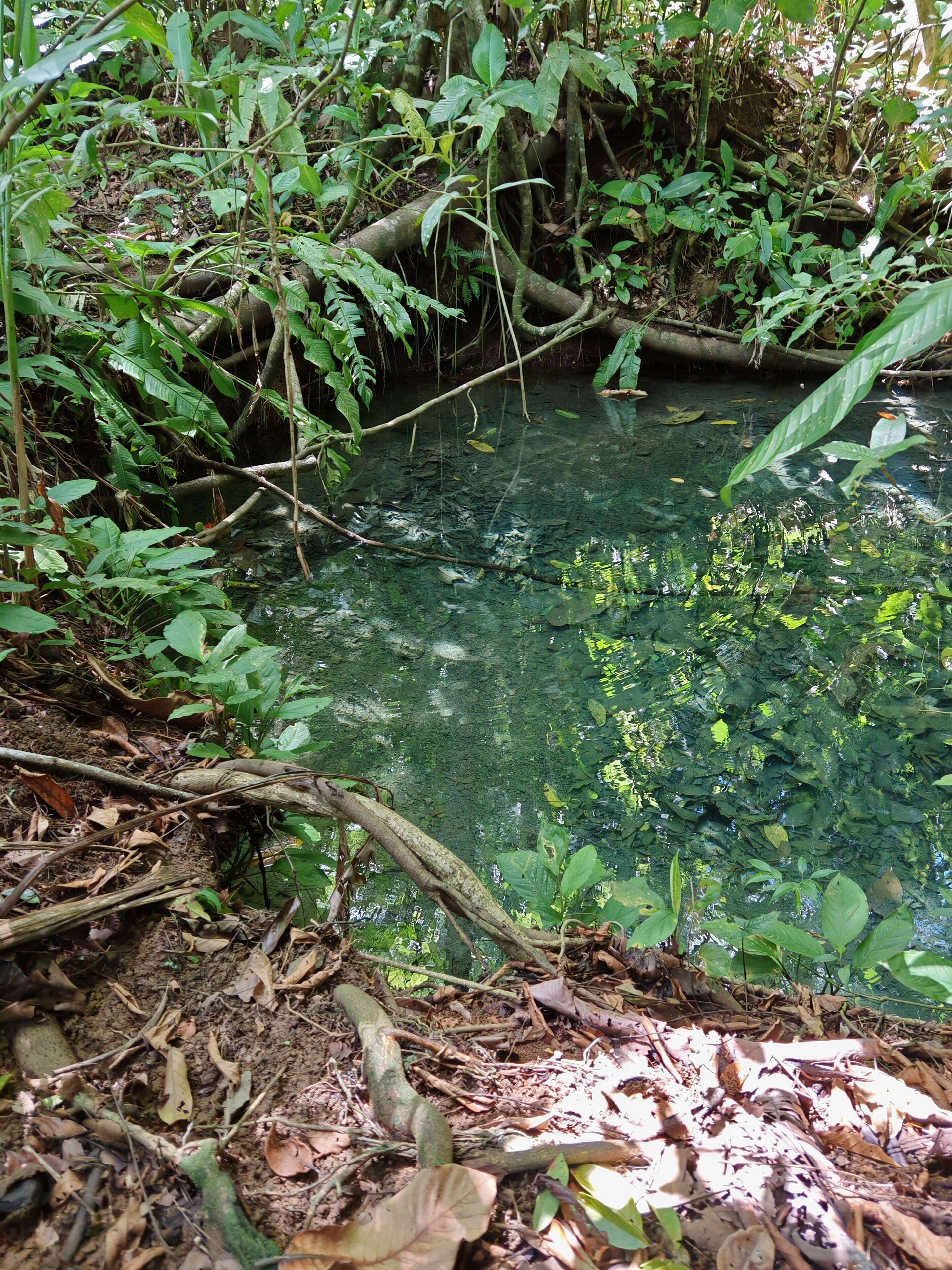 A natural water body surrounded by dense foliage and overhanging branches.