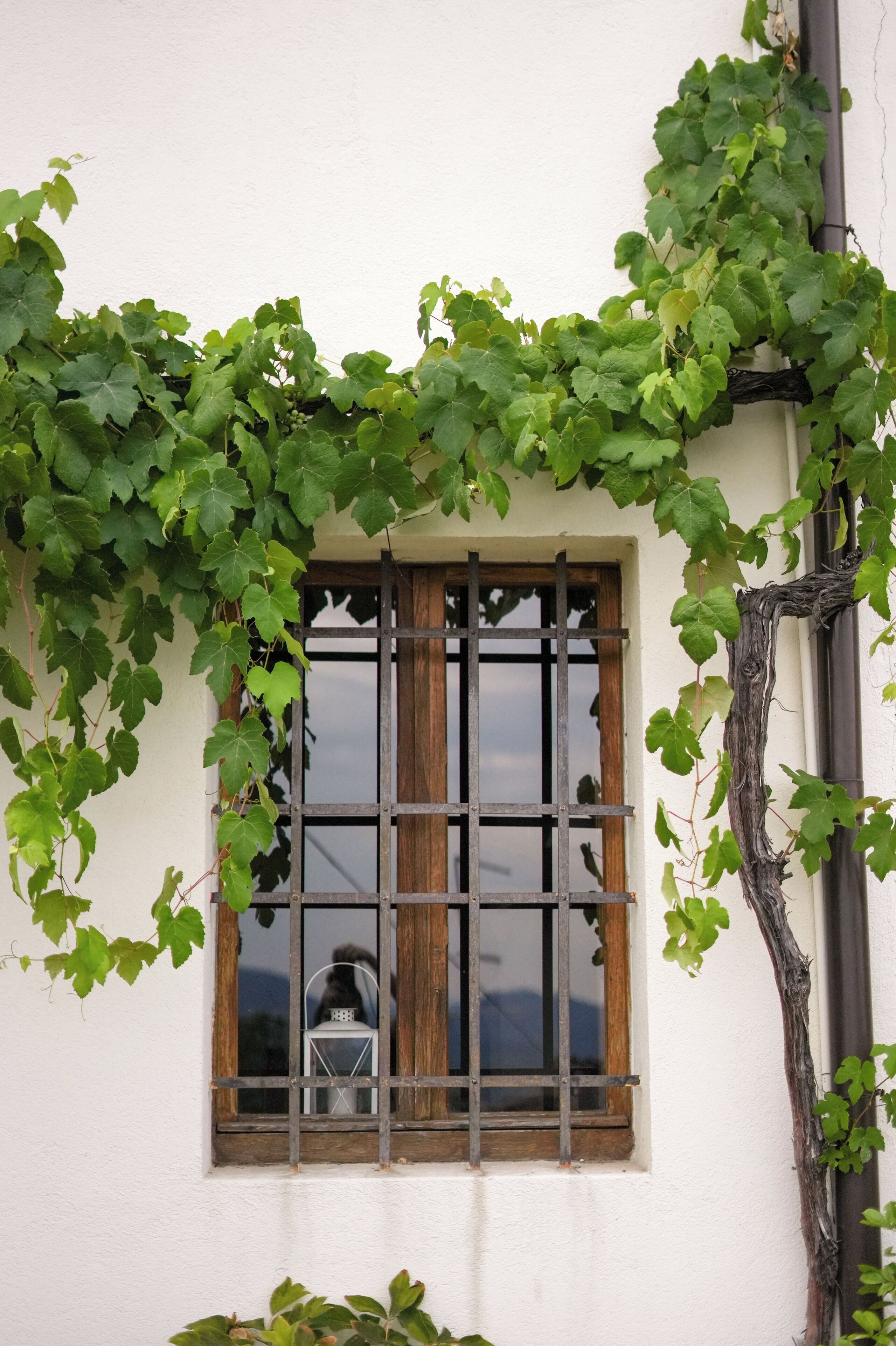 Une fenêtre ornée d’une grille en métal et d’une lanterne à l’intérieur, le tout entouré de lierre vert.