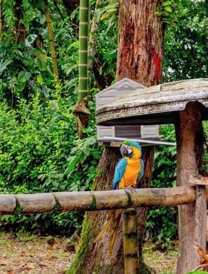 A parrot perched on a wooden structure with a feeding station attached. - Magnífica Villa Privada con A/C, Piscina y Jacuzzi (Restrepo)
