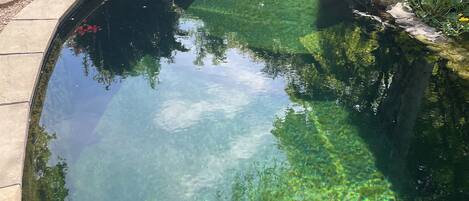 A clear swimming pool with a curved bridge, surrounded by greenery and a stone border.