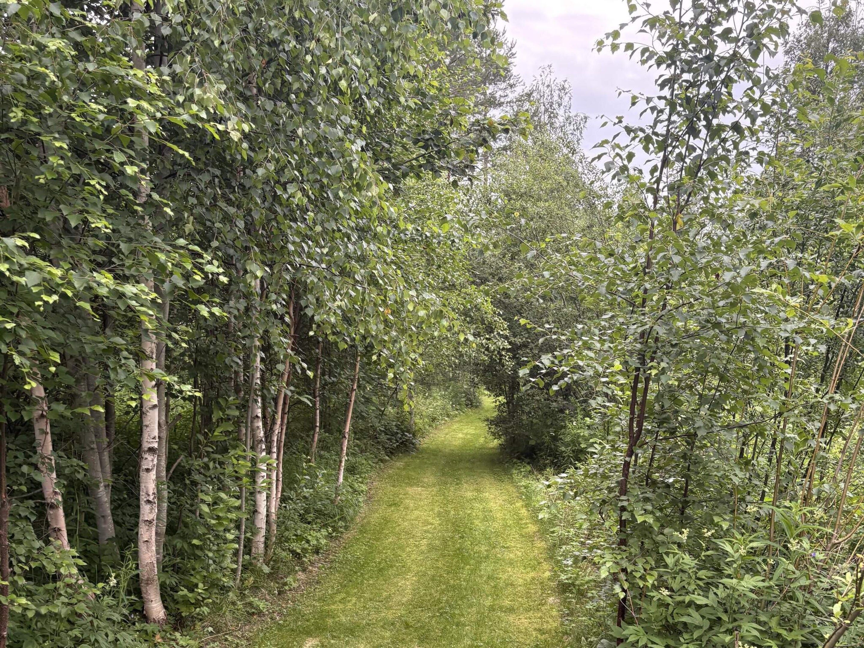 Un sendero estrecho y cubierto de hierba, bordeado por vegetación densa y árboles.