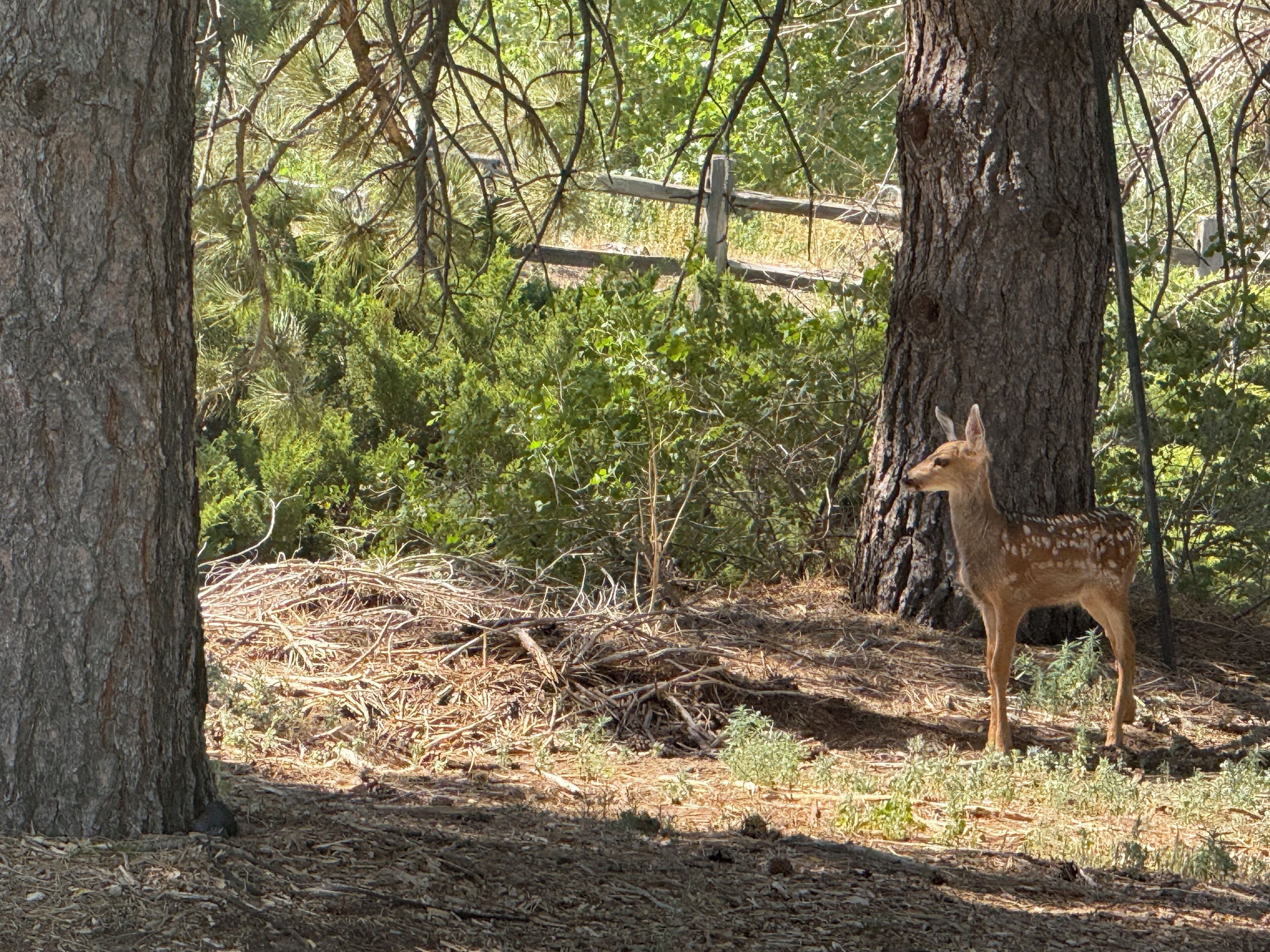 A deer in a wooded area with trees and a wooden fence.