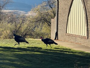 Two turkeys walking on a grassy area with a brick building and a large arched window in the background. - Serene 1-bedroom house in Littleton perfect for a relaxing getaway (Littleton)