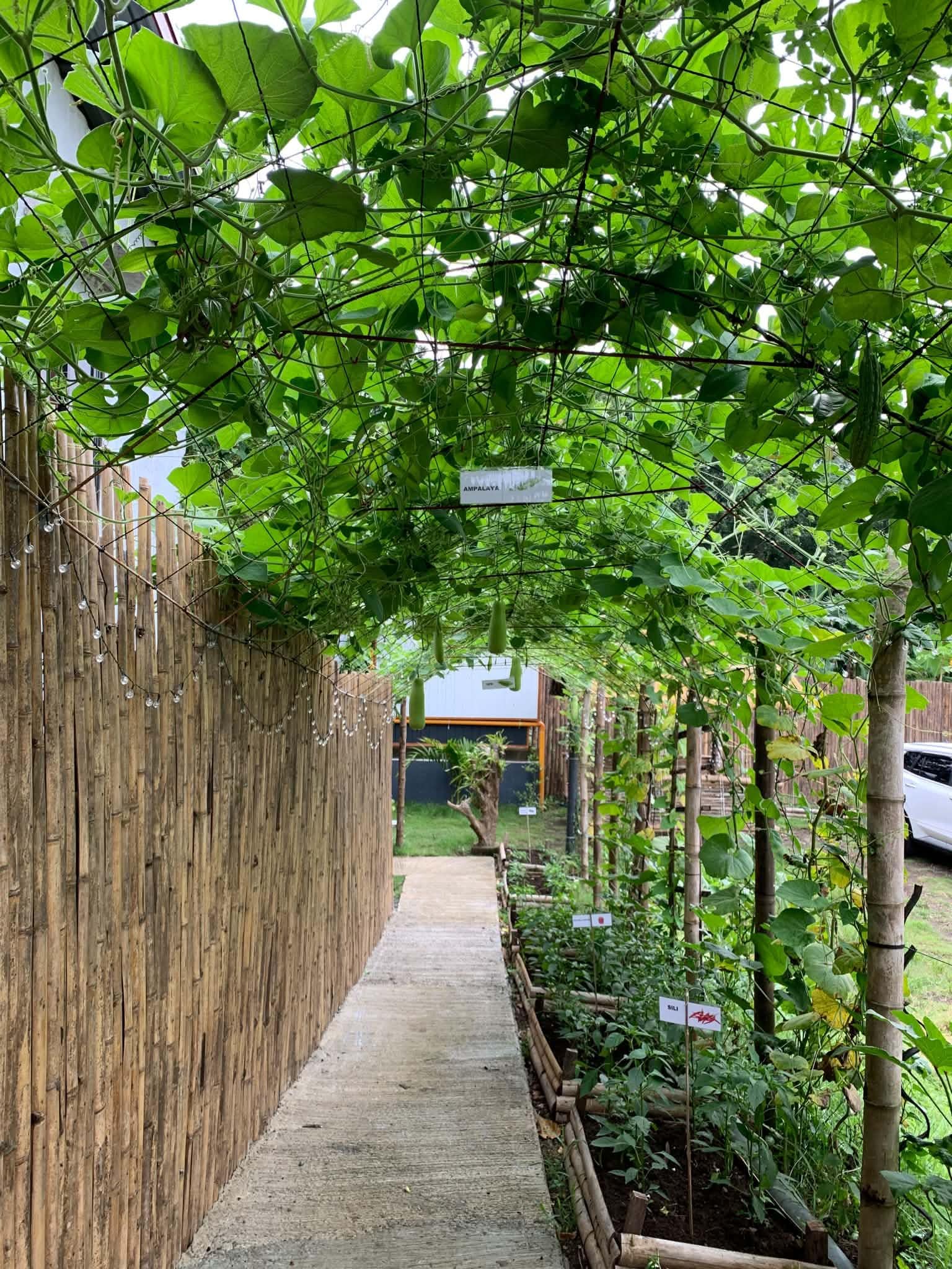 A garden pathway with a wooden fence on one side and a variety of plants on the other.