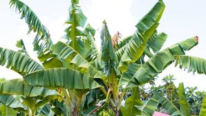 Un bananero con hojas verdes y bananas verdes.