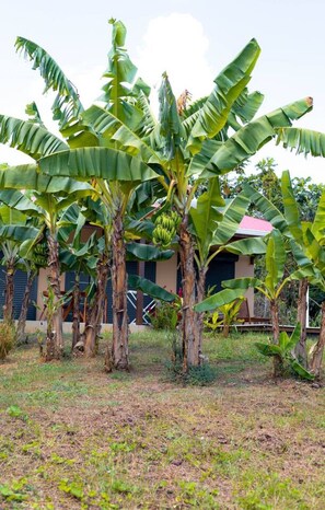A banana tree with green leaves and unripe bananas. - Amazonia: Central, quiet three-bedroom apartment with a private pool (Les Abymes)