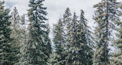 Northern Pines-Lakefront Cabin on Priest Lake, Private Boat Slip