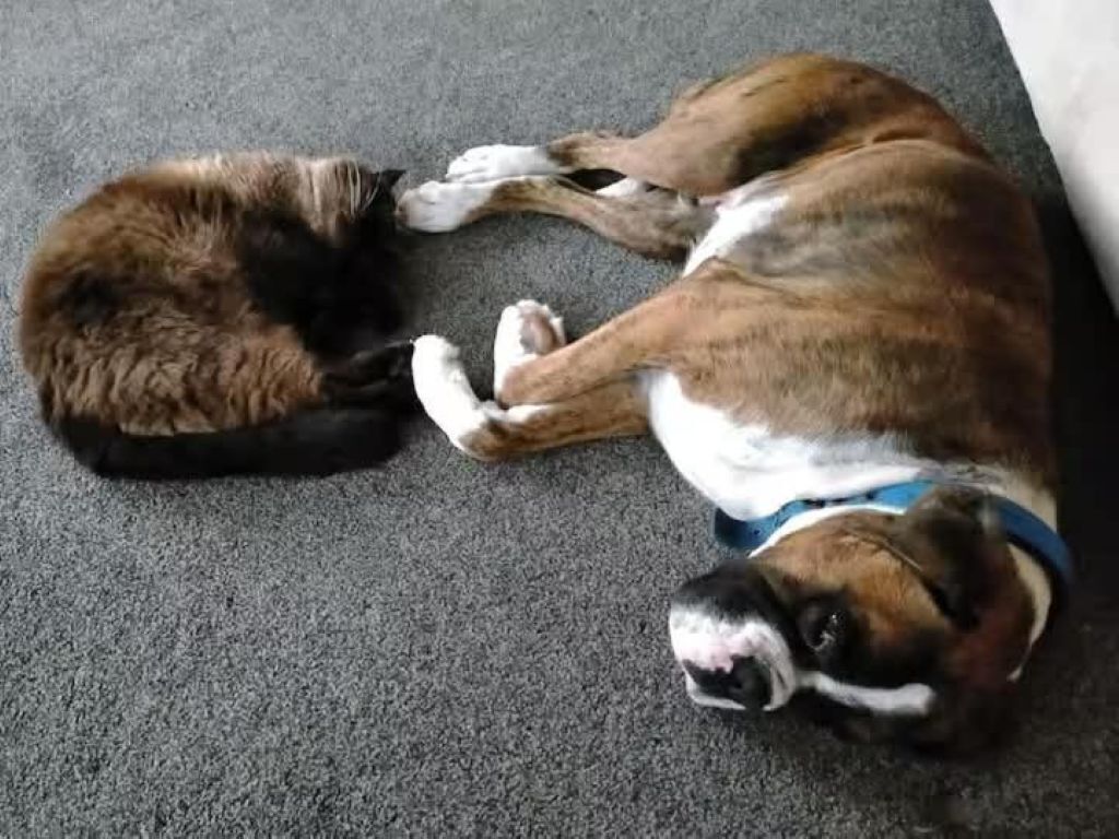 Pet-friendly