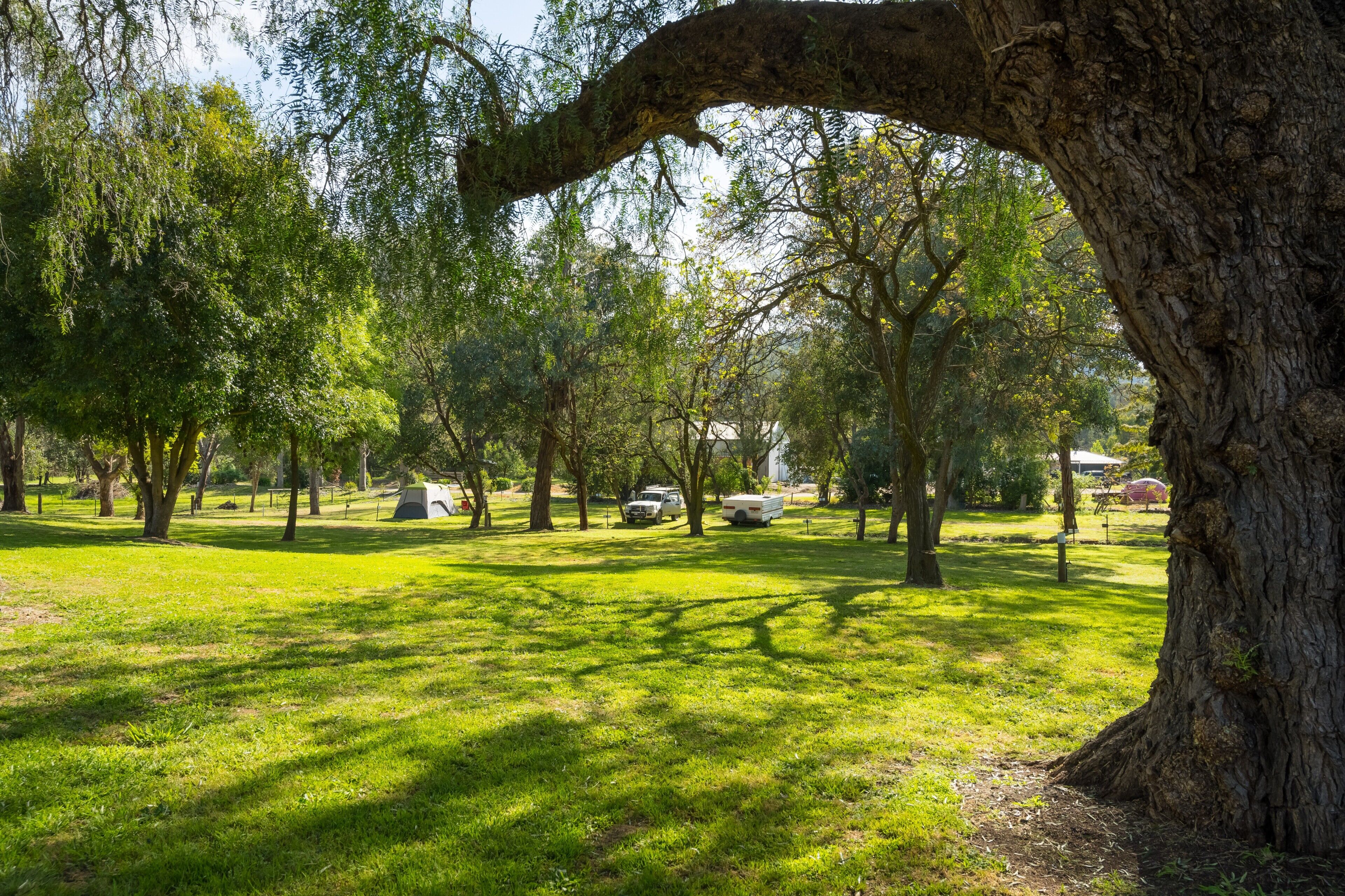 Un parc avec des arbres, de l’herbe et une tente blanche.
