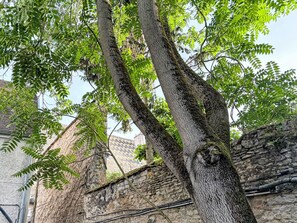 A tree with a textured trunk and dense green foliage, partially obscuring a stone building with visible windows and a thatched roof. - Hypercentre Dijon by Interhome (Dijon)