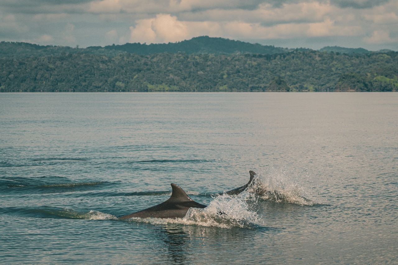 A body of water with two dolphins, a distant forested landmass, and a cloudy sky.