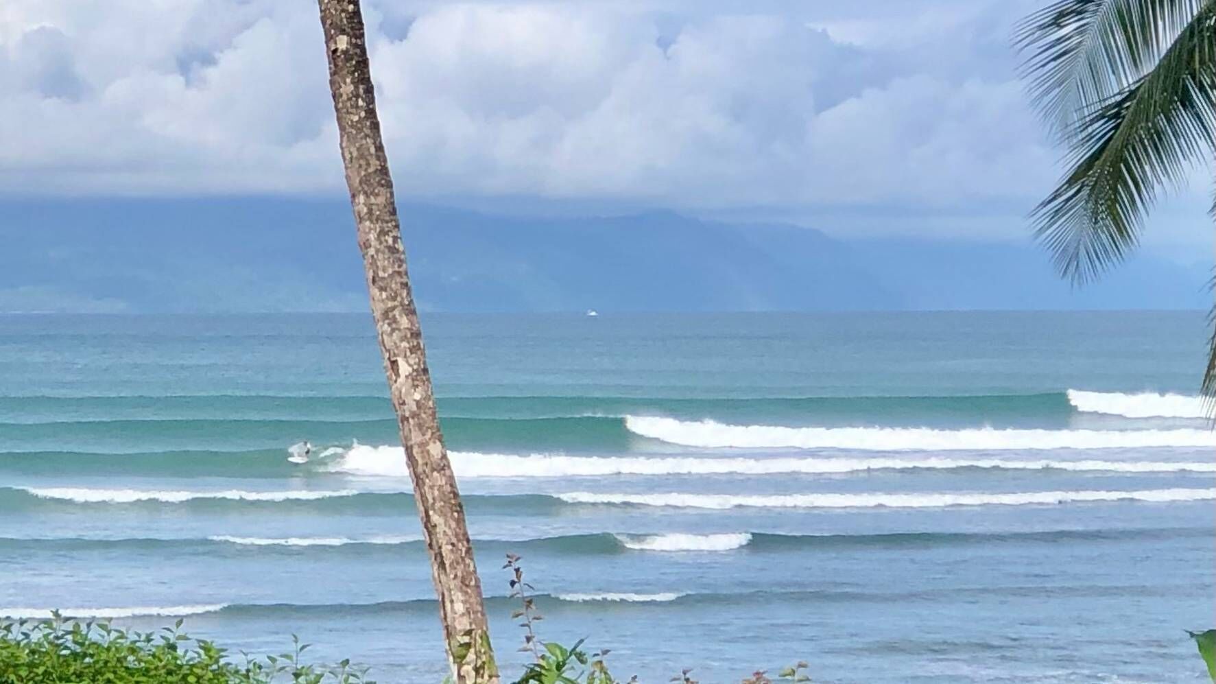 Una playa con olas, una palmera y cielo despejado.