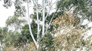 Un espace clos délimité par une clôture en métal, une clôture en bois et des arbres en arrière-plan.
