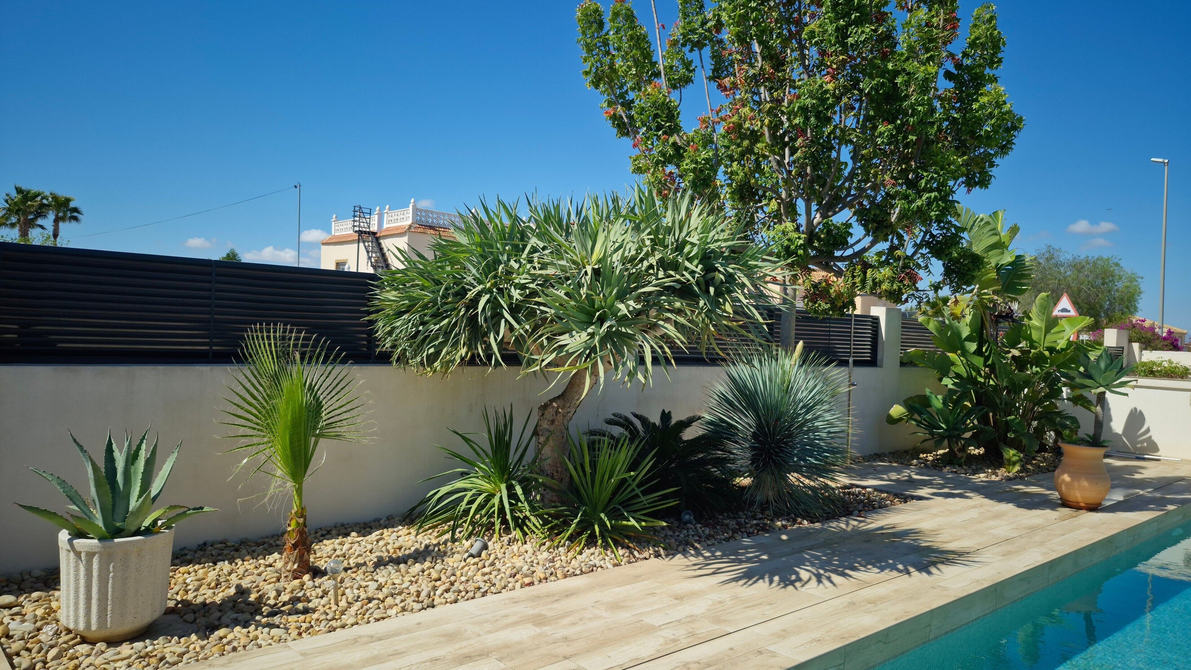 Un espace aménagé au bord de la piscine, agrémenté de diverses plantes, avec un mur en béton et un ciel d’un bleu limpide.
