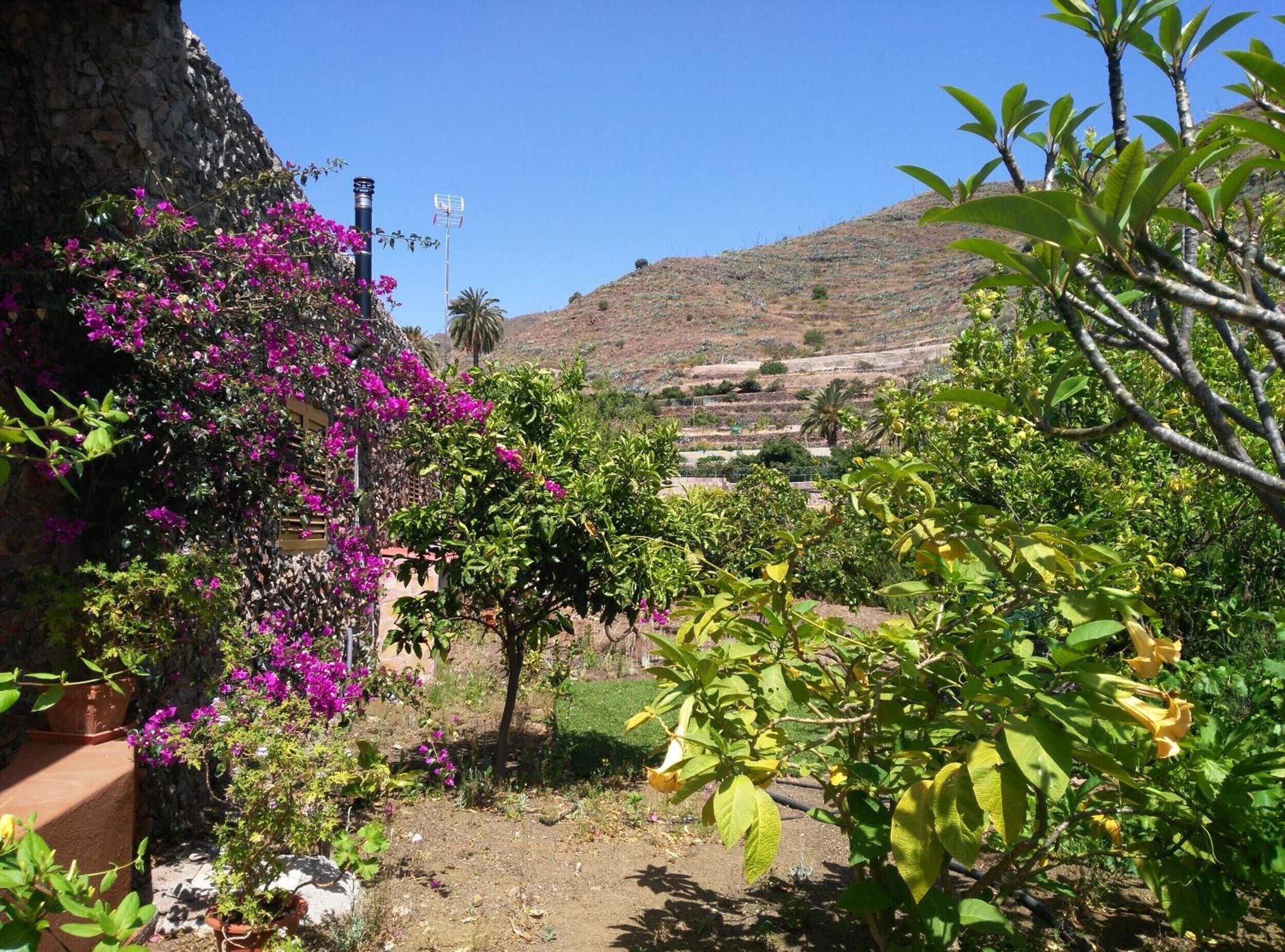 Un jardin agrémenté de plantes à fleurs et offrant une vue sur un paysage vallonné.