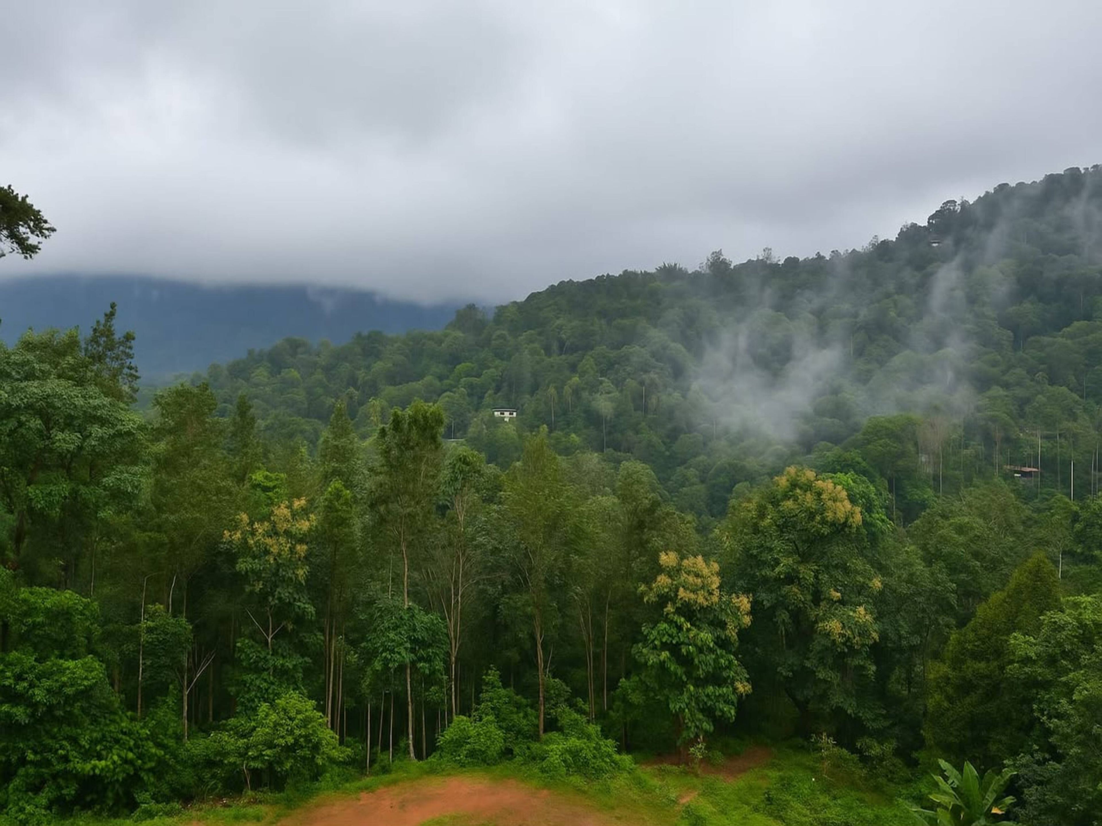 A lush forested landscape with a dirt path leading through it.