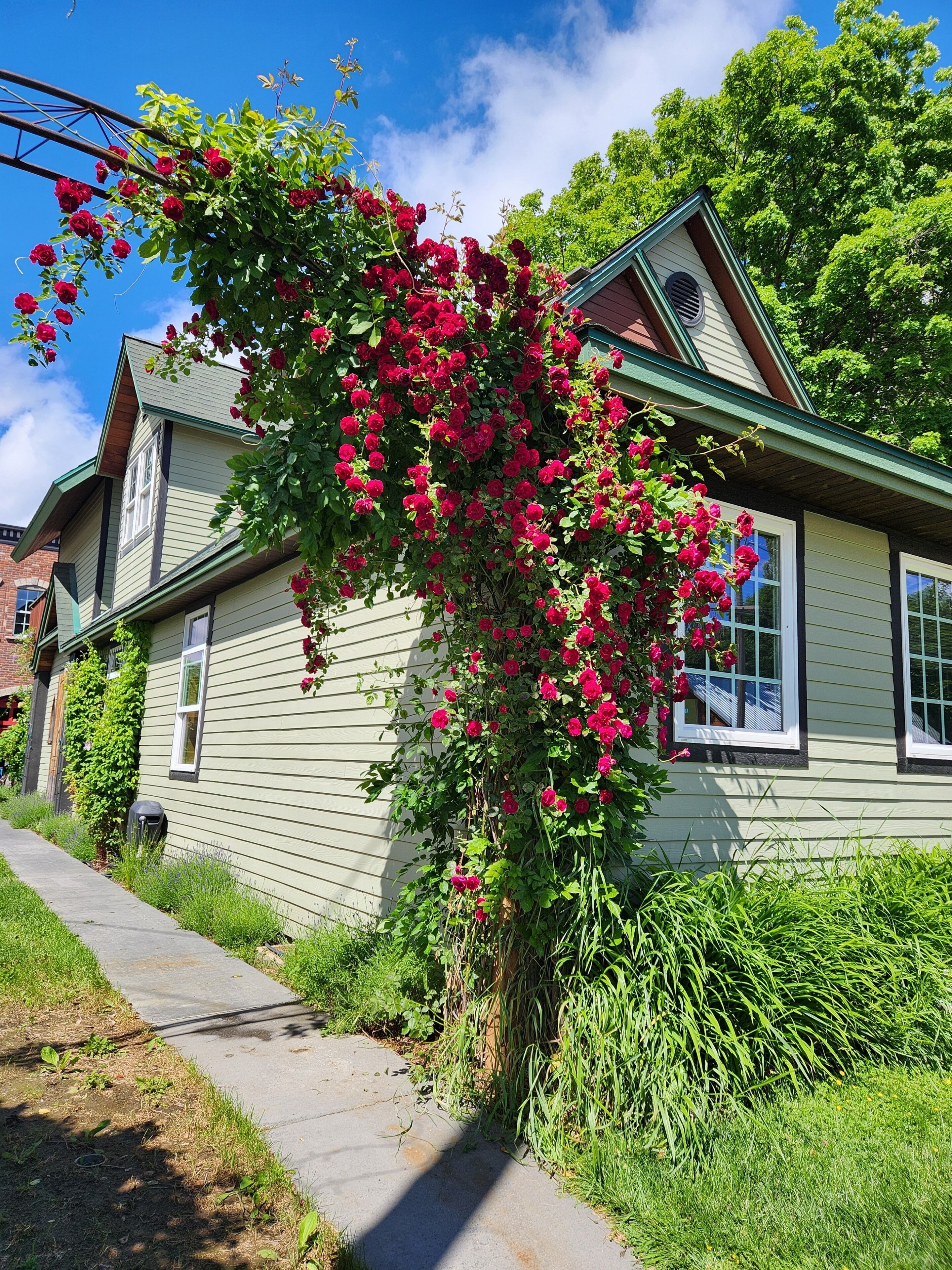 A house with a green exterior, a visible window, and a lush garden with red flowers.