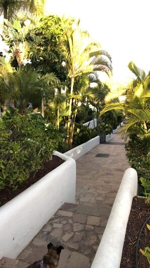 A pathway lined with white walls and tropical plants, leading to a building.