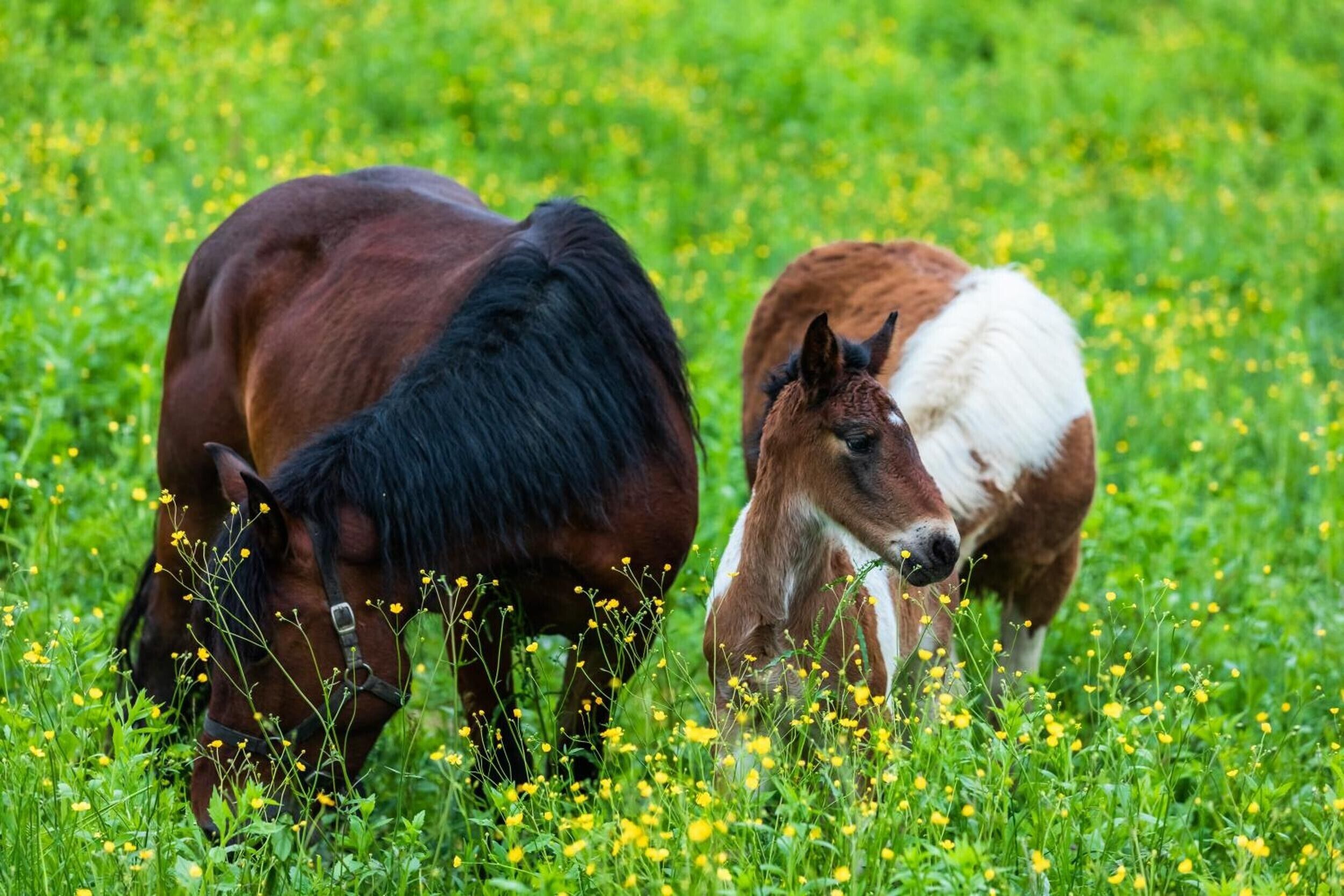 Two horses grazing in a field of yellow flowers.