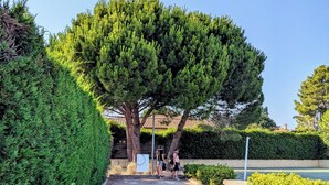 Ein gepflasterter Weg führt zu einem großen Baum, unter dem eine Bank steht, umgeben von ordentlich geschnittenen Hecken und Sträuchern.