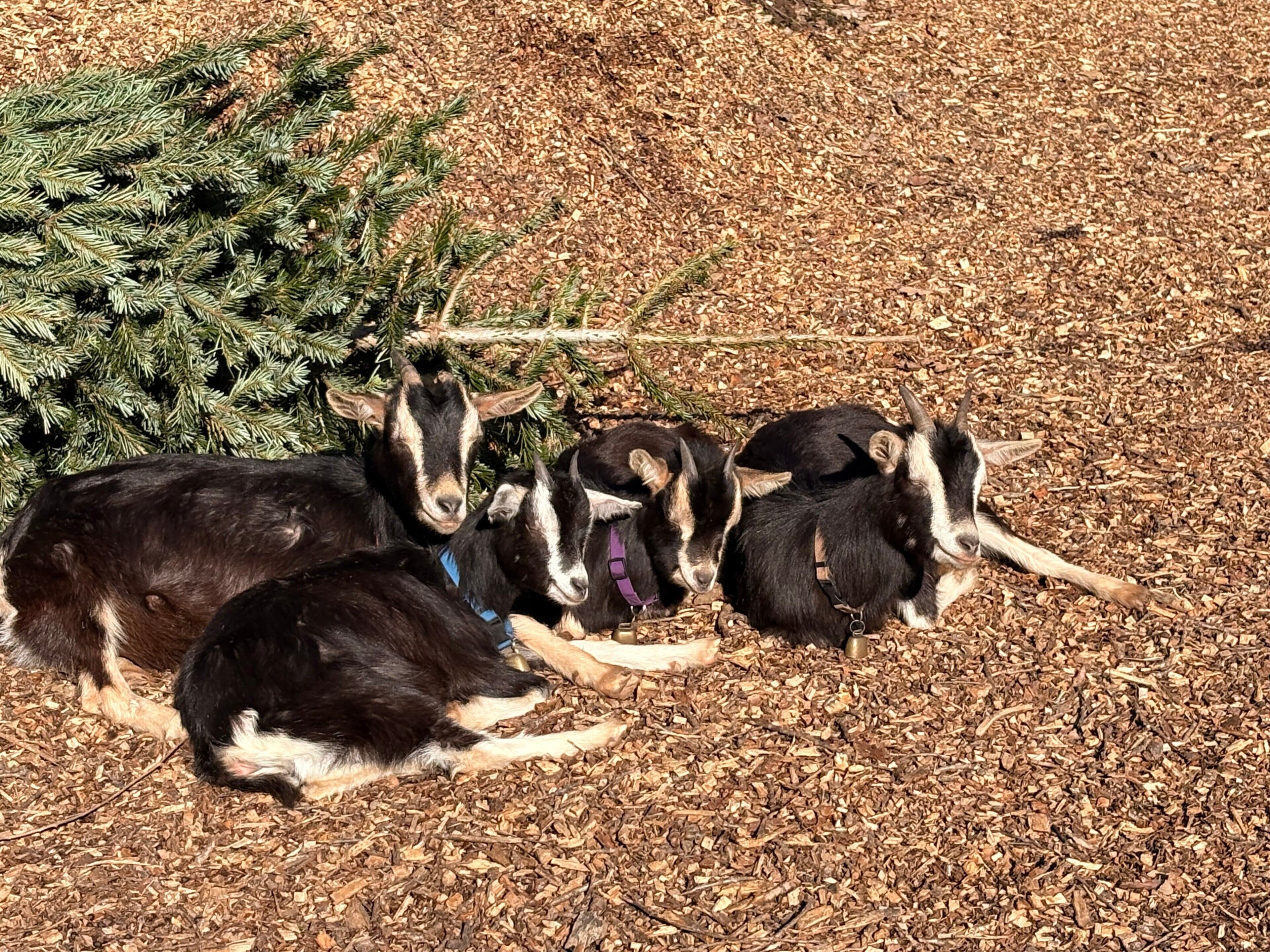Un grupo de cabras descansando sobre una capa de astillas de madera, con un árbol de Navidad al fondo.