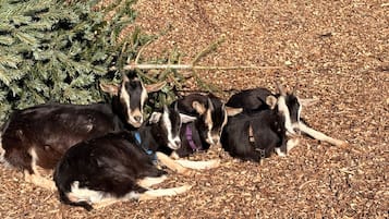 Un grupo de cabras descansando sobre una capa de astillas de madera, con un árbol de Navidad al fondo.