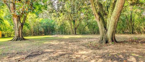 A forested area with trees and a dirt ground.