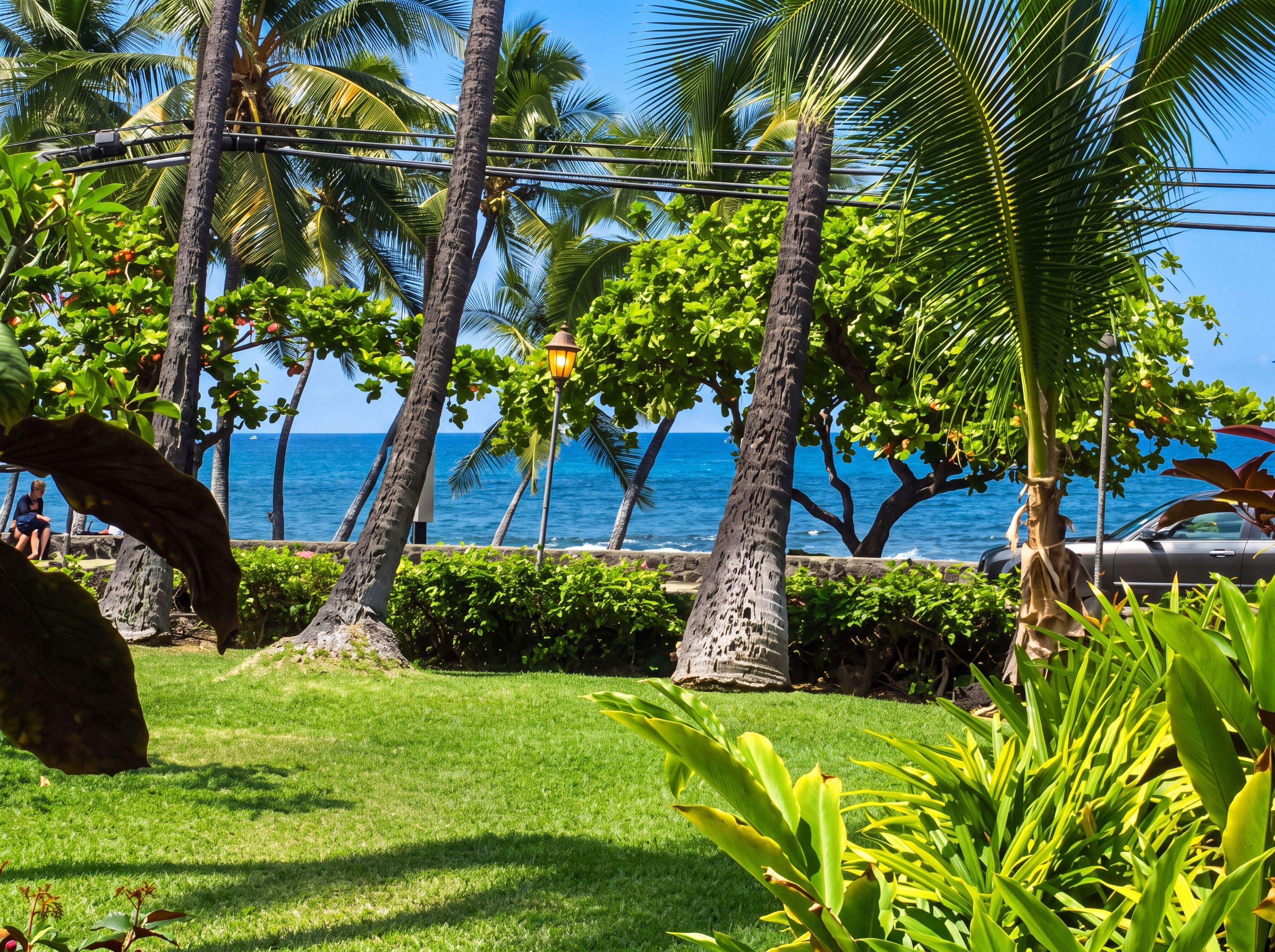 A coastal garden with palm trees, a view of the ocean, and a parked car.
