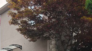 A stone staircase leading to a building with a stone facade, a red chair, and a tree with autumn leaves.