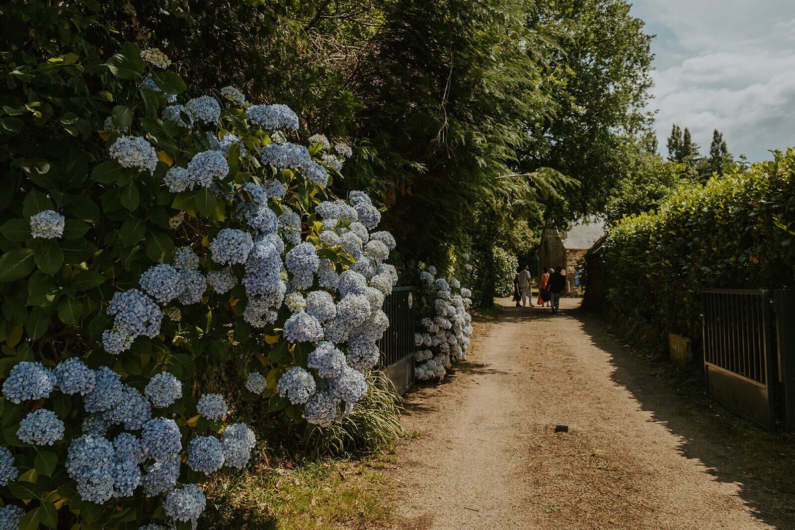 Un sendero bordeado de arbustos de hortensia que conduce a un edificio con muro de piedra.