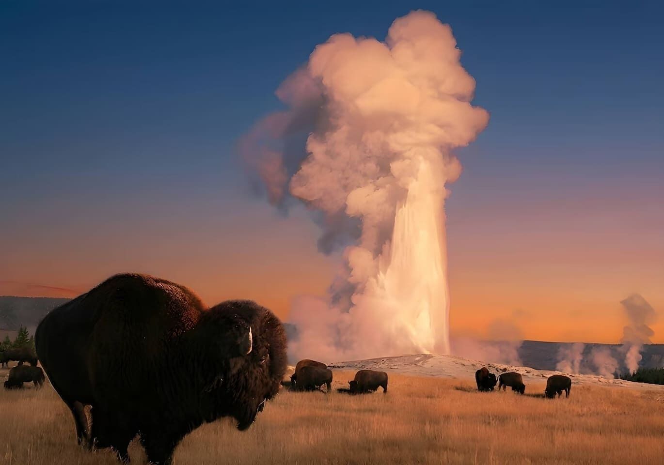 A bison in a field with a geyser in the background.