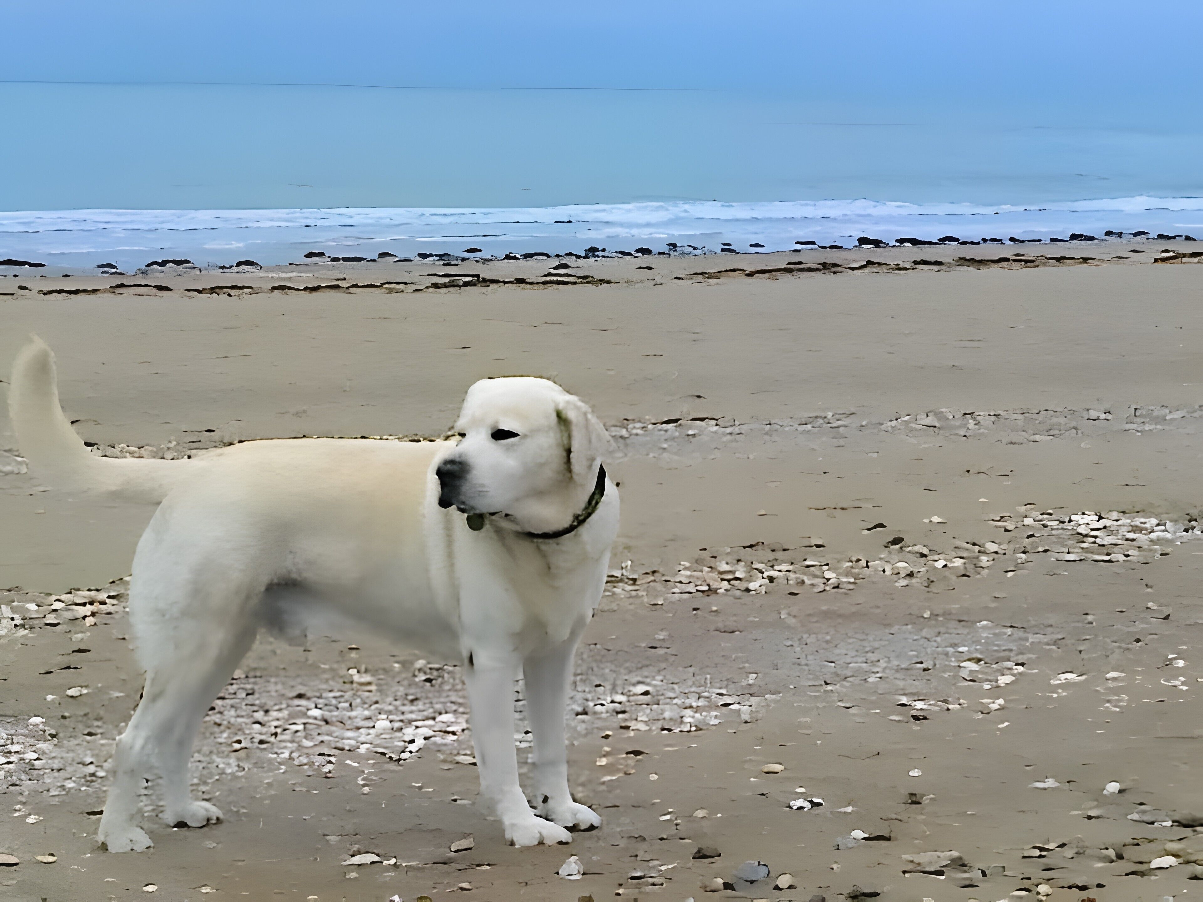 Un perro de pie en una playa con costa rocosa y olas al fondo.