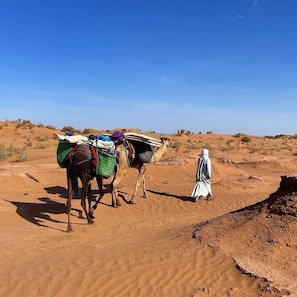 A desert landscape with two camels and a person leading them. - Authentic Sahara Desert Camp in Mhamid - Peaceful andUnforgettables Stay (Mhamid)