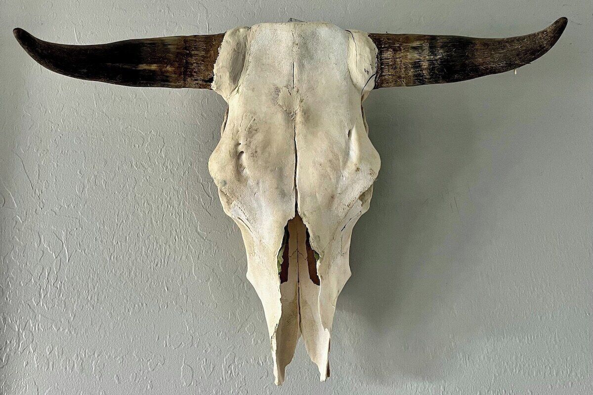 Um crânio de vaca fixado na parede.